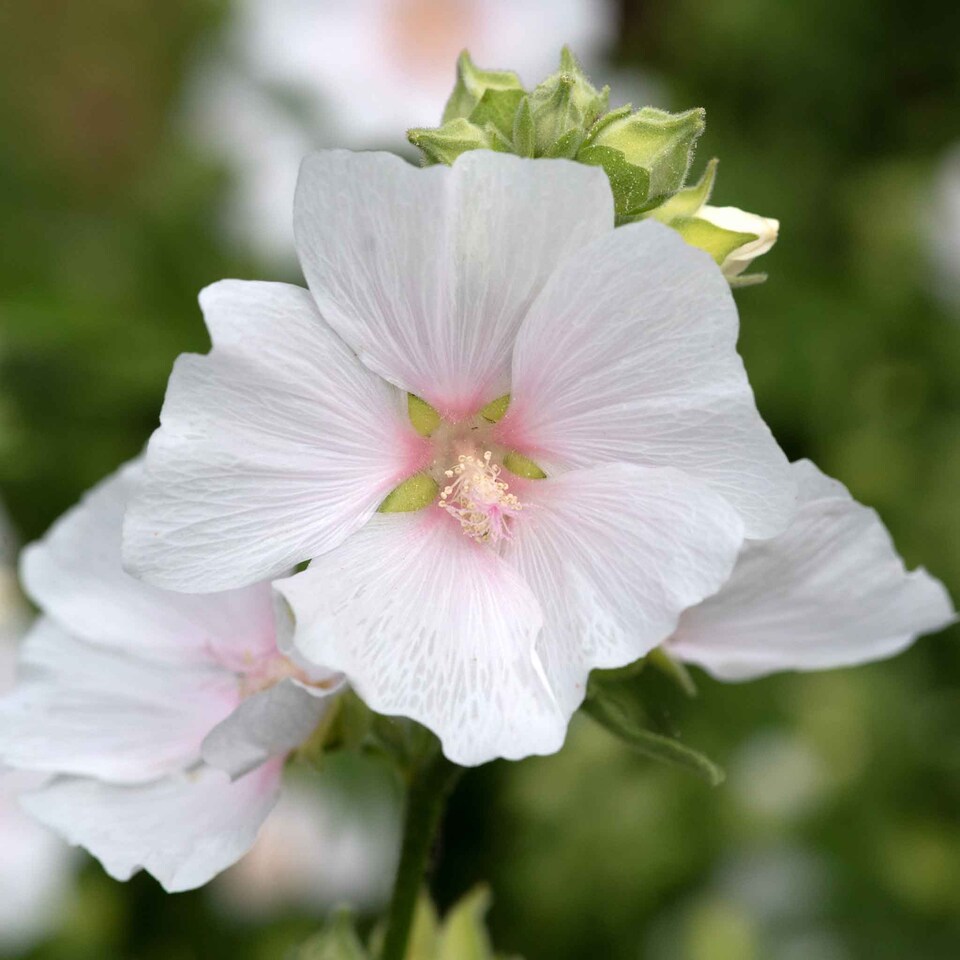 image 1 of Lavatera 'Marshmallow White Ice' - 3 x 9cm potted shrubs