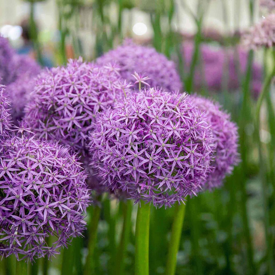 image 1 of Marshalls Garden Allium 'Globemaster' Bulbs - 3 Pack