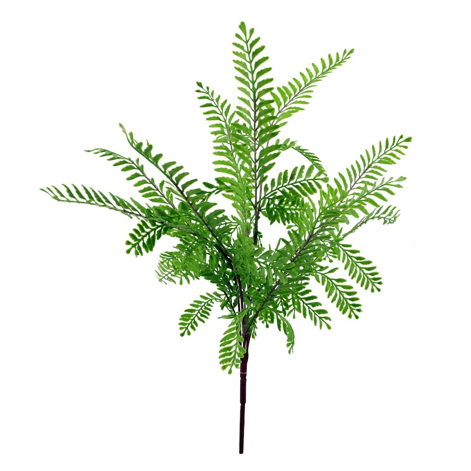 image 1 of 55cm Himilayan Maidenhair Fern Bush Light Green Plant