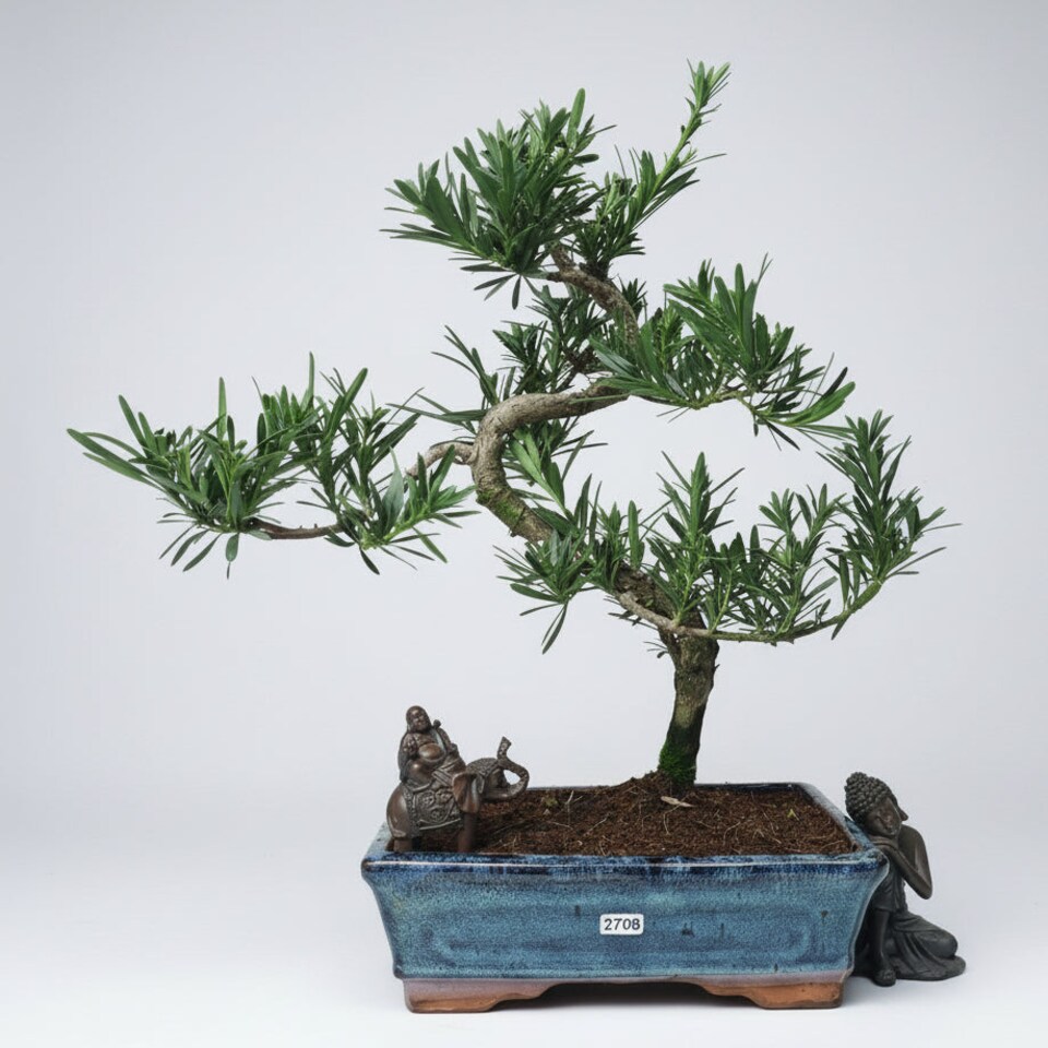 image 1 of Yorkshire Bonsai Buddhist Pine (Podocarpus Micro) Bonsai Tree Shaped In 25cm Pot