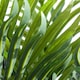 image 3 of 50cm Artificial Mini Palm Tree