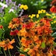 image 2 of Carbeth Plants Helenium Strawberry Sundae in 3L Pot - Hardy Perennial with Daisy Style Flowers