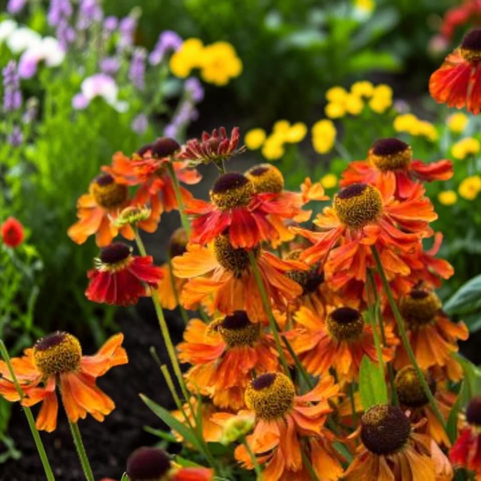 image 1 of Carbeth Plants Helenium Strawberry Sundae in 3L Pot - Hardy Perennial with Daisy Style Flowers
