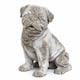 image 1 of Weathered Stone Pug Dog Home & Garden Statue