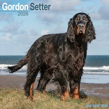 Gordon Setter 2026 Calendar | Square Wall Calendar | Dog Breed Gift | Plastic Free Packaging | by Avonside Publishing