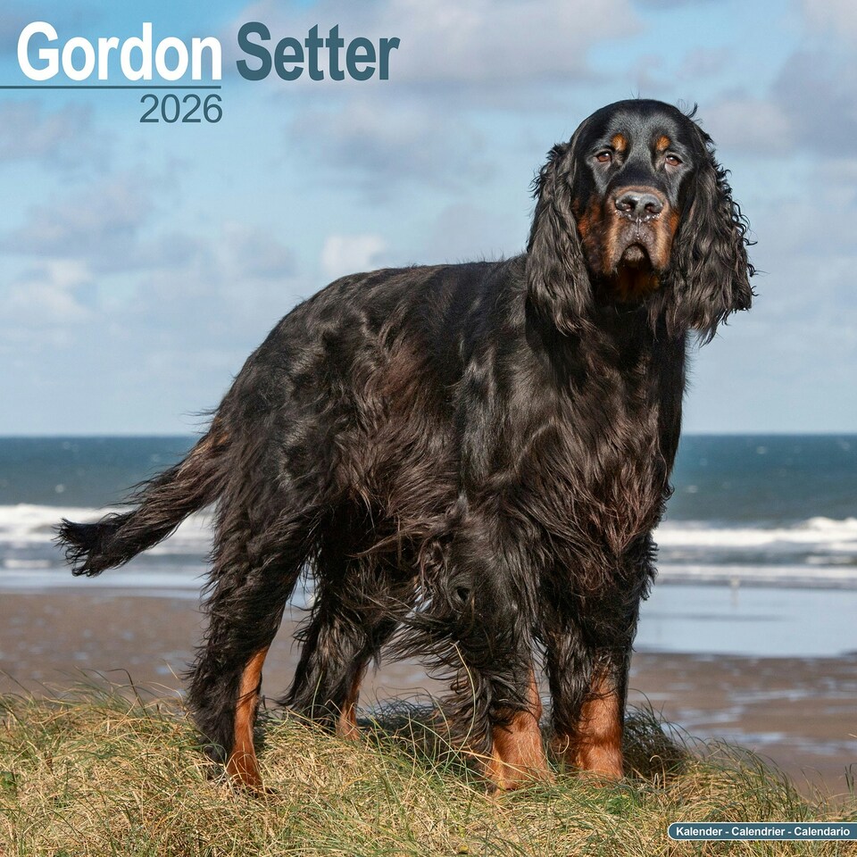 image 1 of Gordon Setter 2026 Calendar | Square Wall Calendar | Dog Breed Gift | Plastic Free Packaging | by Avonside Publishing