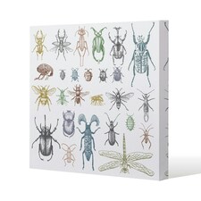 many species in vintage old hand drawn style (Canvas Print) 101 x 101 x 4cm