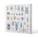 image 1 of many species in vintage old hand drawn style (Canvas Print) 101 x 101 x 4cm