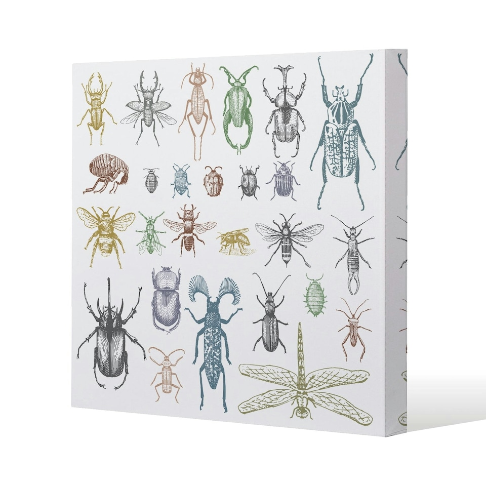 image 1 of many species in vintage old hand drawn style (Canvas Print) 101 x 101 x 4cm