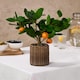 image 1 of OHS Home Decor Artificial Orange Tree In Pot Plant, 40cm - Orange
