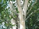 image 1 of 3x 5-6ft Betula Snow Queen White Stem Himalayan Birch Trees in Pots By Direct Plants