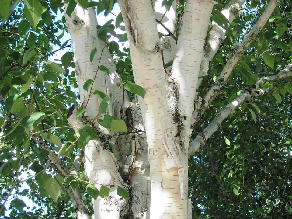 image 1 of 3x 5-6ft Betula Snow Queen White Stem Himalayan Birch Trees in Pots By Direct Plants