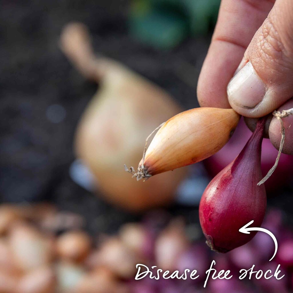 image 1 of Autumn planting onion sets - Red and White mix (approx. 65–75 sets)