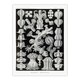 image 3 of Ernst Haeckel Framed Wall Art Gorgonida Vintage Coral Illustration Home Décor