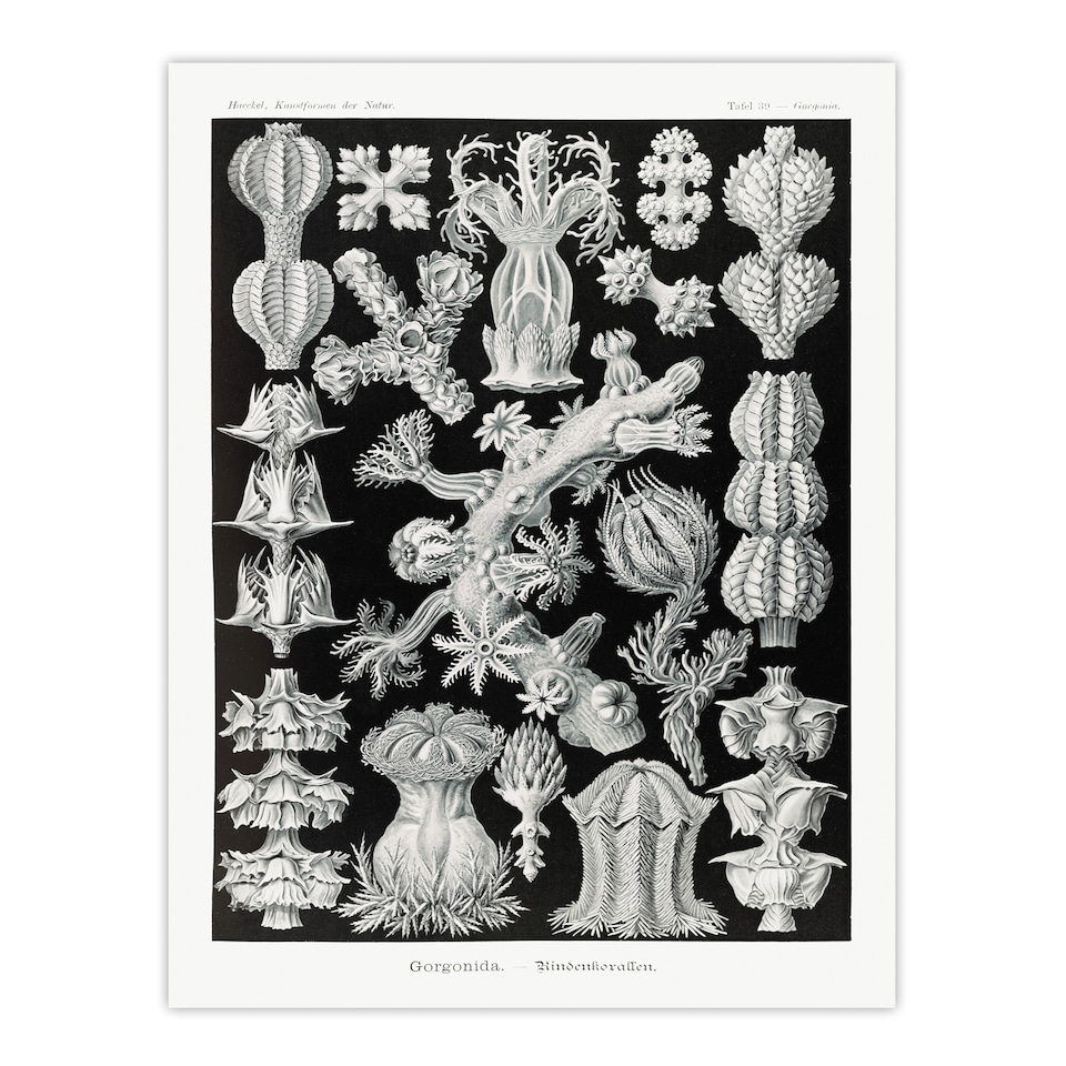 image 1 of Ernst Haeckel Framed Wall Art Gorgonida Vintage Coral Illustration Home Décor