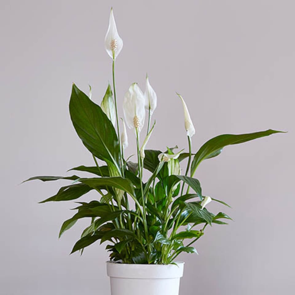 image 1 of Spathiphyllum Peace Lily Indoor Plants 'Sweet Silver' in a 14 cm Pot - House Plants for Purifying Air - Air Purifying Plants Indoor Plant