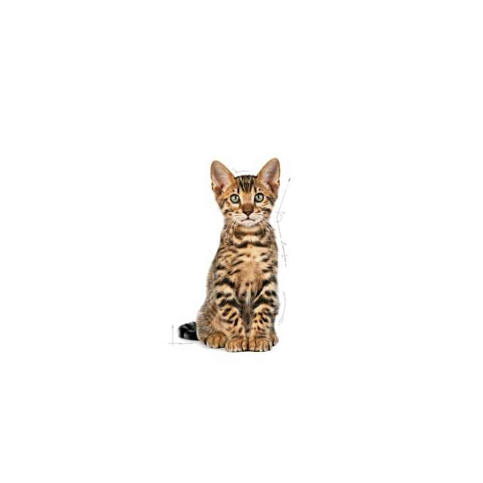 image 1 of Royal Canin Cat Kitten Sterilised 3.5KG