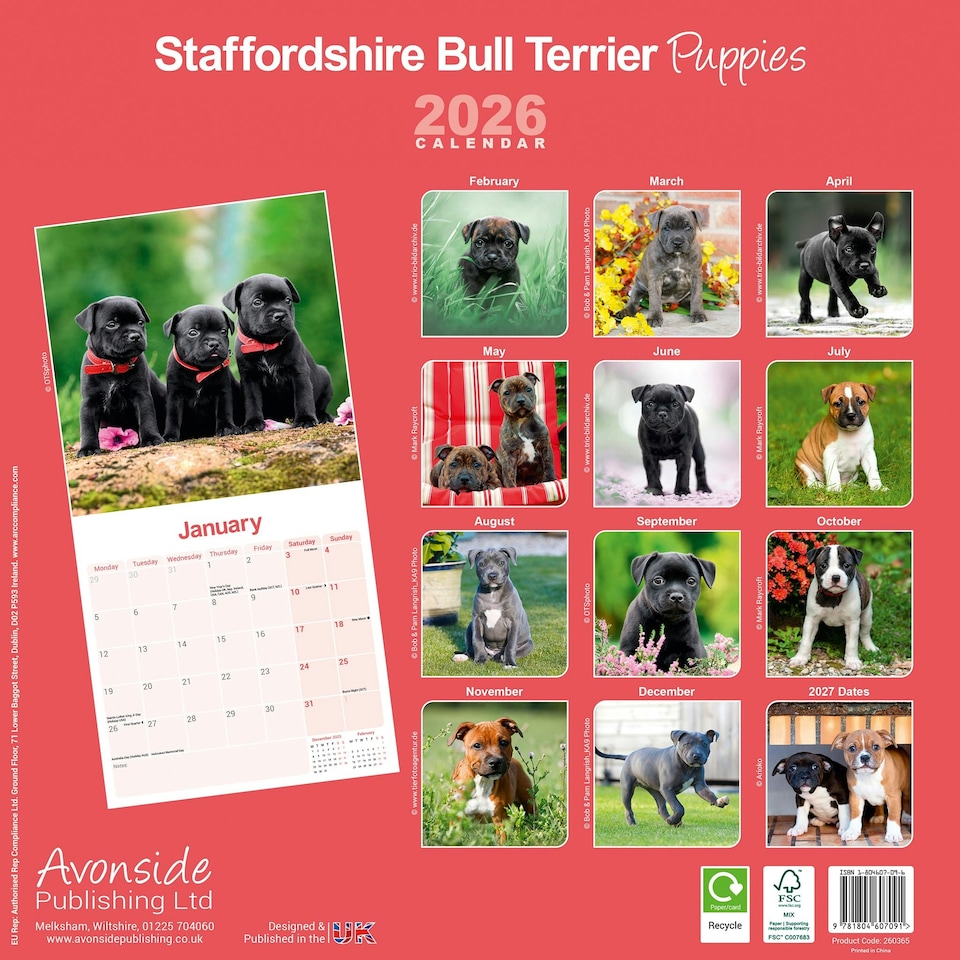 image 1 of Staffordshire Bull Terrier Puppies 2026 Calendar | Square Wall Calendar | Dog Breed Gift | Plastic Free Packaging | by Avonside Publishing
