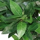 image 4 of 50cm Dwarf Artificial Bay Tree Laurel Topiary Bush | Green | One Size