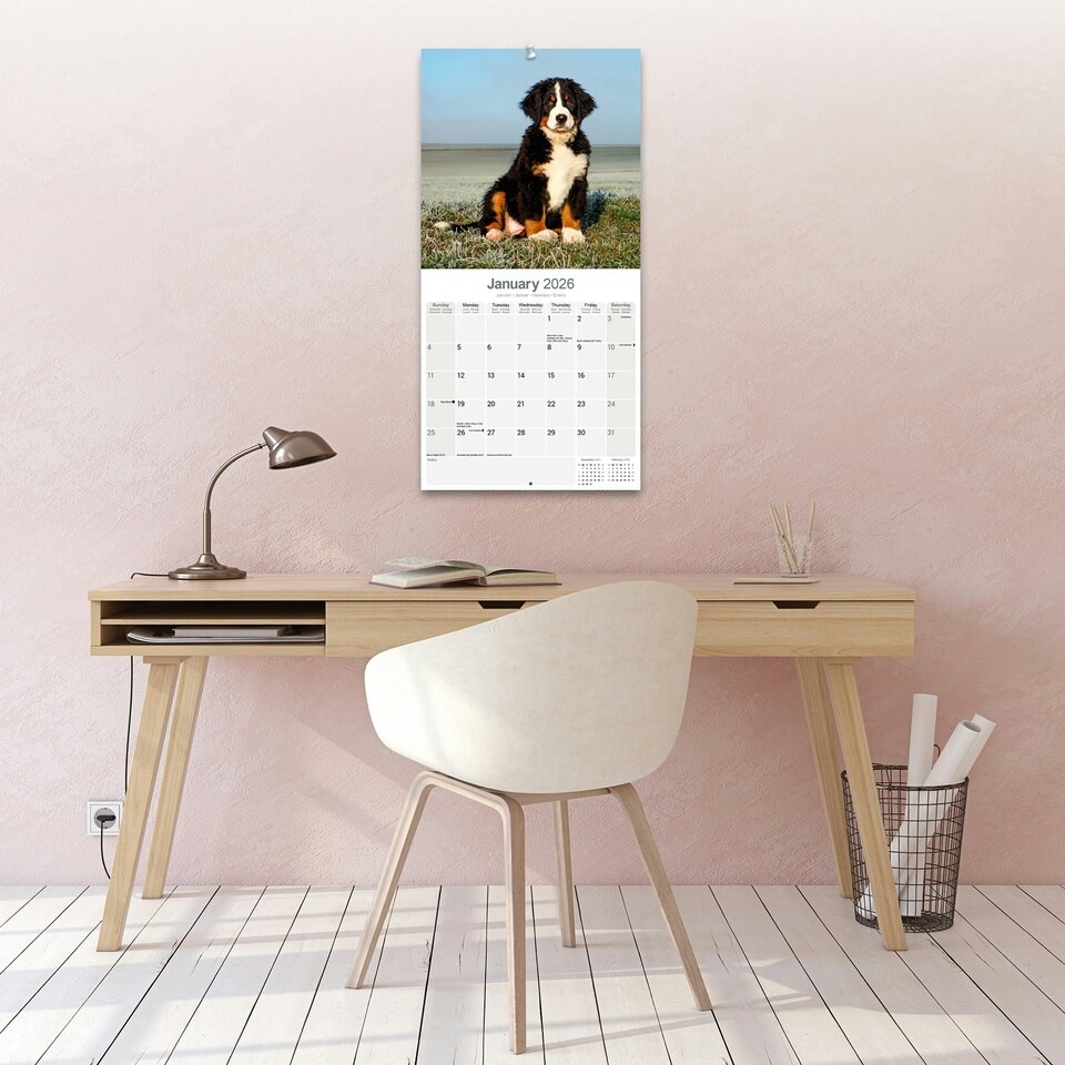 image 1 of Bernese Mountain Dog 2026 Calendar | Square Wall Calendar | Dog Breed Gift | Plastic Free Packaging | by Avonside Publishing