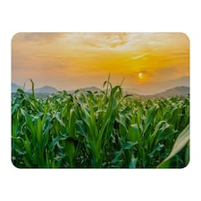 green corn field in agricultural garden and light shines sunset (Blanket)