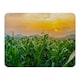 image 1 of green corn field in agricultural garden and light shines sunset (Blanket)