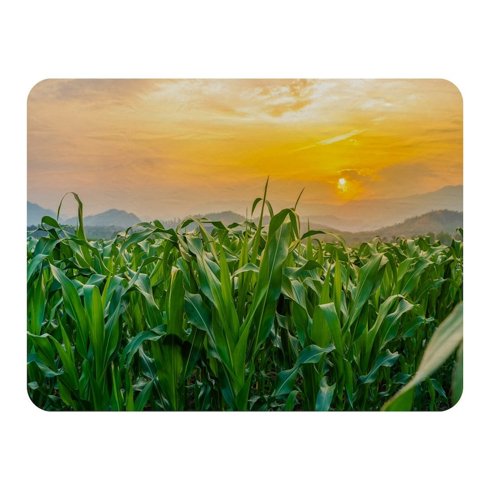 image 1 of green corn field in agricultural garden and light shines sunset (Blanket)