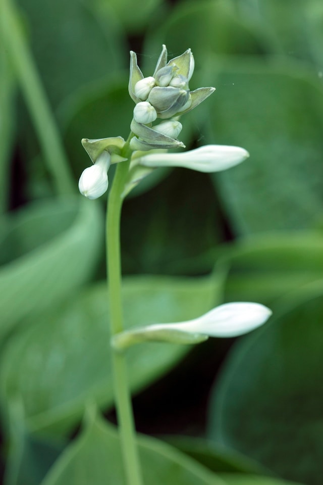 image 1 of Hosta abiqua 'Drinking Gourd' - Marginal Aquatic Pond Plant