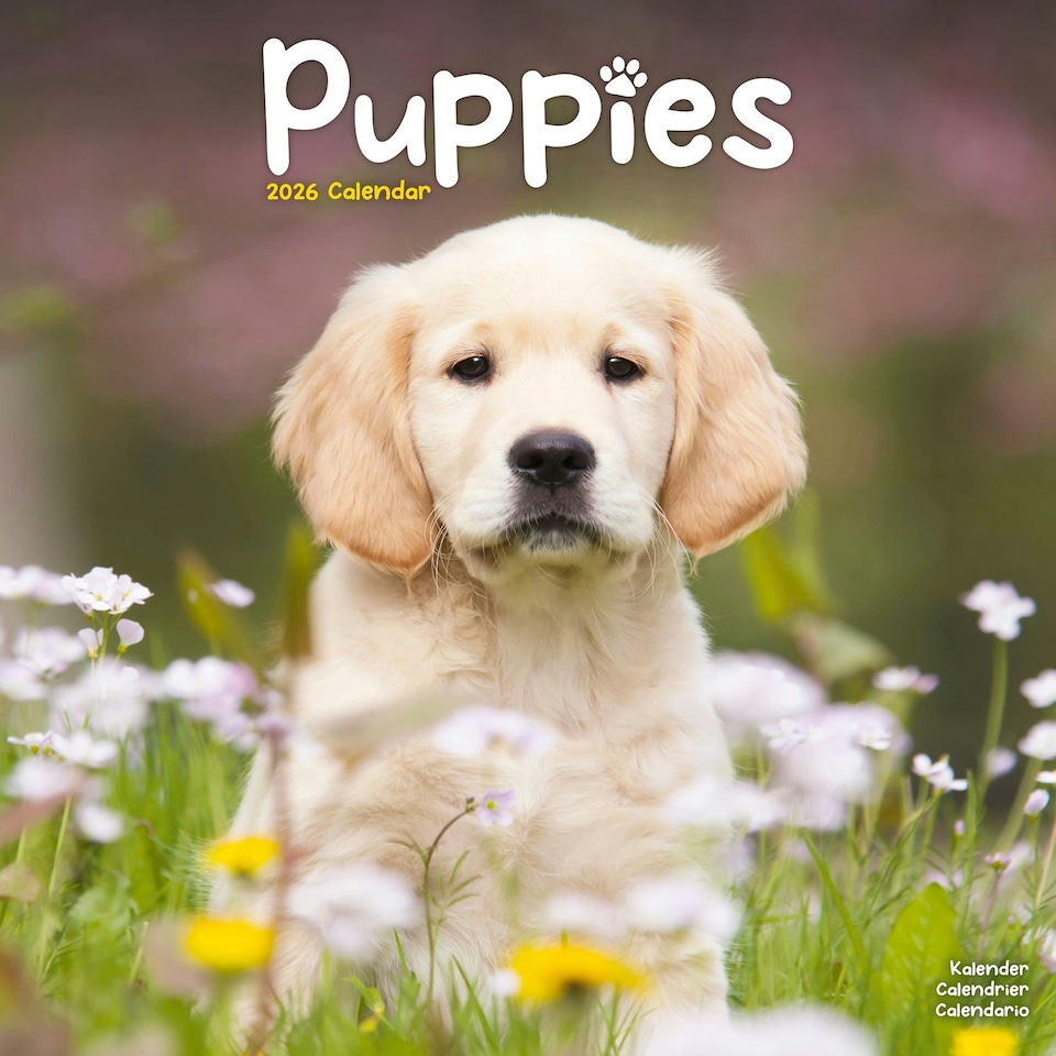 image 1 of Puppies 2026 Calendar | Square Wall Calendar | Dog Breed Gift | Plastic Free Packaging | by Avonside Publishing