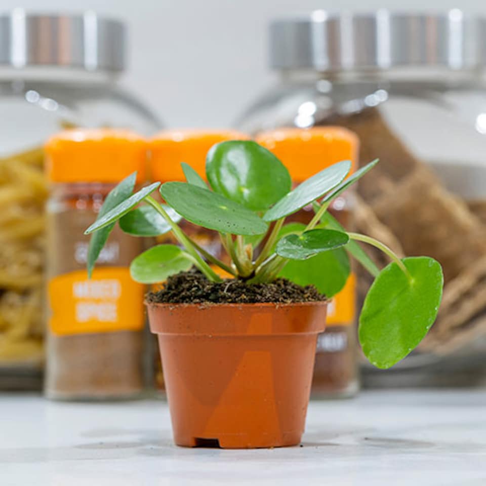 image 1 of YouGarden Chinese Money Plant, Pilea peperomioides Houseplant, Rounded Leaves, Indoor Plant in 6cm Pot, For Home, Office or Living