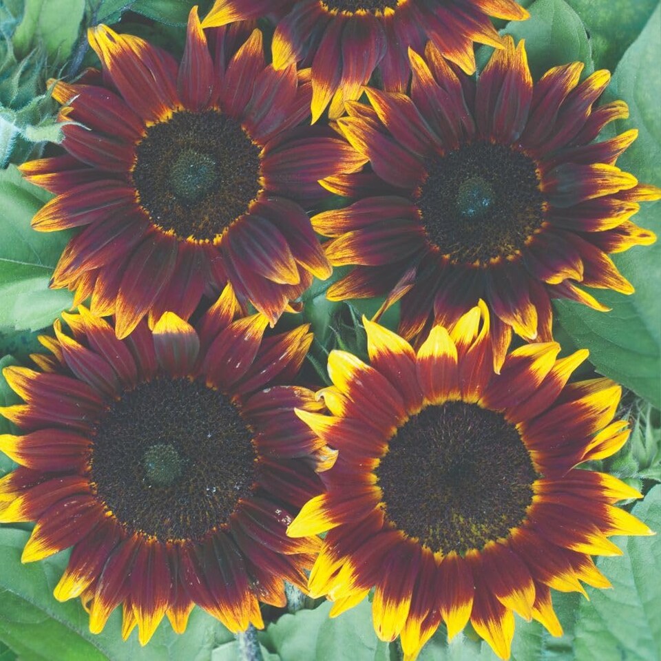 image 1 of Sunflower Shock-O-LAT F1 Chocolate-Bronze Blooms Golden Edges Cut Flower Bee-Friendly Easy Grow 1 Seed Packet