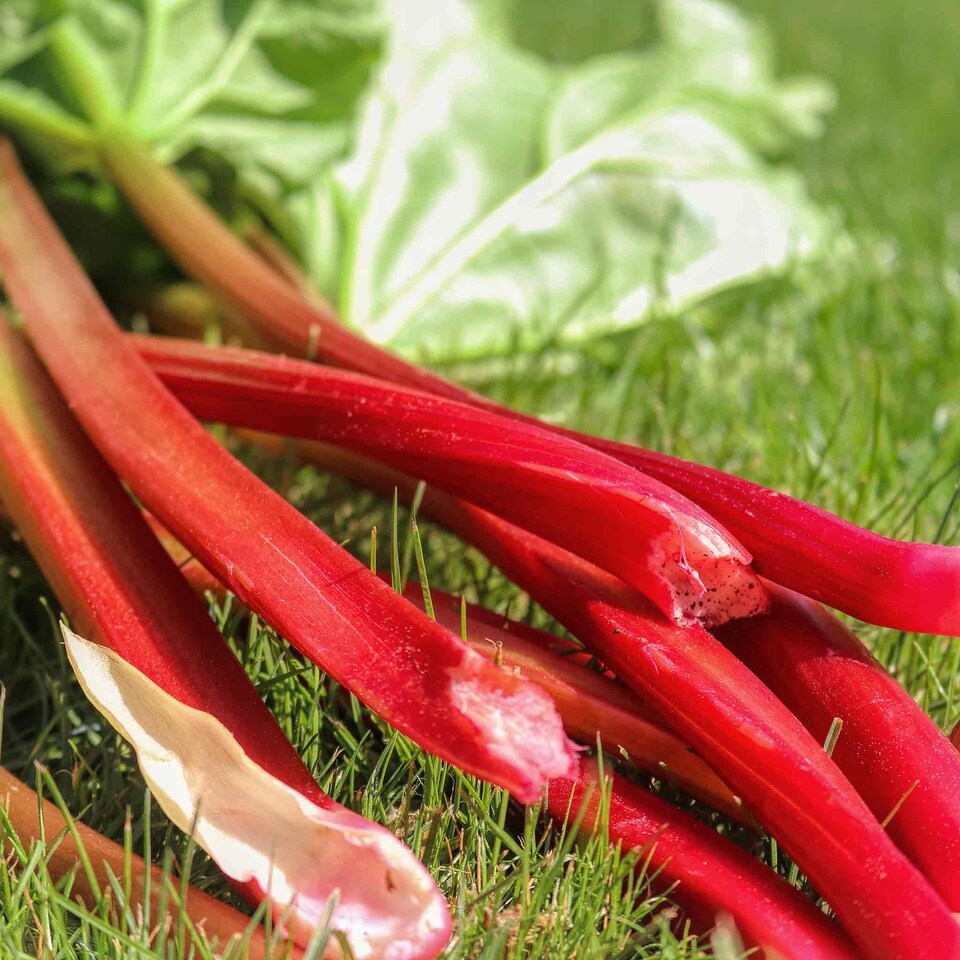 image 1 of Marshalls Garden Rhubarb Collection - 3 Crowns | Green | Green, Red