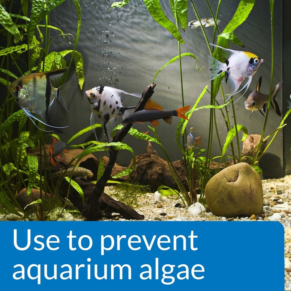 API Prevent Algae Control Solution 237ml Pack of 12 Aquarium Algae ...