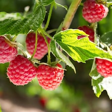 Carbeth Plants Raspberry Tulameen Pearl Fruit Plant in 9cm Pot - Easy Grow Fruit Bush for Gardens & Allotments