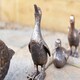 image 10 of Marco Paul Set of 4 Resin Duck Family Ornaments