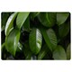 image 1 of Closeup of beautiful glossy green leaves (Rug) Green | S