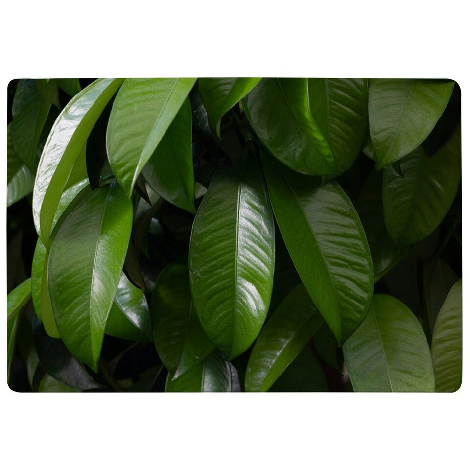 image 1 of Closeup of beautiful glossy green leaves (Rug) Green | S