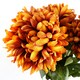 image 4 of Pack of 6 x 75cm Extra Large Reflex Chrysanthemum - Orange