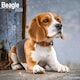 image 1 of Beagle 2026 Calendar | Square Wall Calendar | Dog Breed Gift | Plastic Free Packaging | by Avonside Publishing