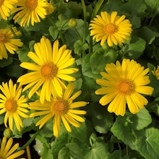 Carbeth Plants Doronicum Orientale Leonardo in 9cm Pot Hardy Perennial with Bright Yellow Flowers