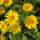 image 1 of Carbeth Plants Doronicum Orientale Leonardo in 9cm Pot Hardy Perennial with Bright Yellow Flowers