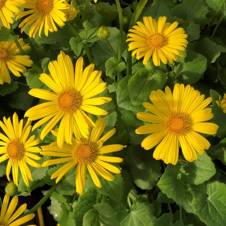 image 1 of Carbeth Plants Doronicum Orientale Leonardo in 9cm Pot Hardy Perennial with Bright Yellow Flowers