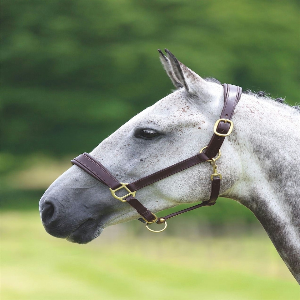 image 1 of Shires Velociti GARA Leather Travel Headcollar Brown | Size: Full
Colour: H.Brown