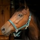 image 4 of Gallop Equestrian Premium Padded Headcollar With Matching Leadrope Purple | Size: Pony
Colour: Purple