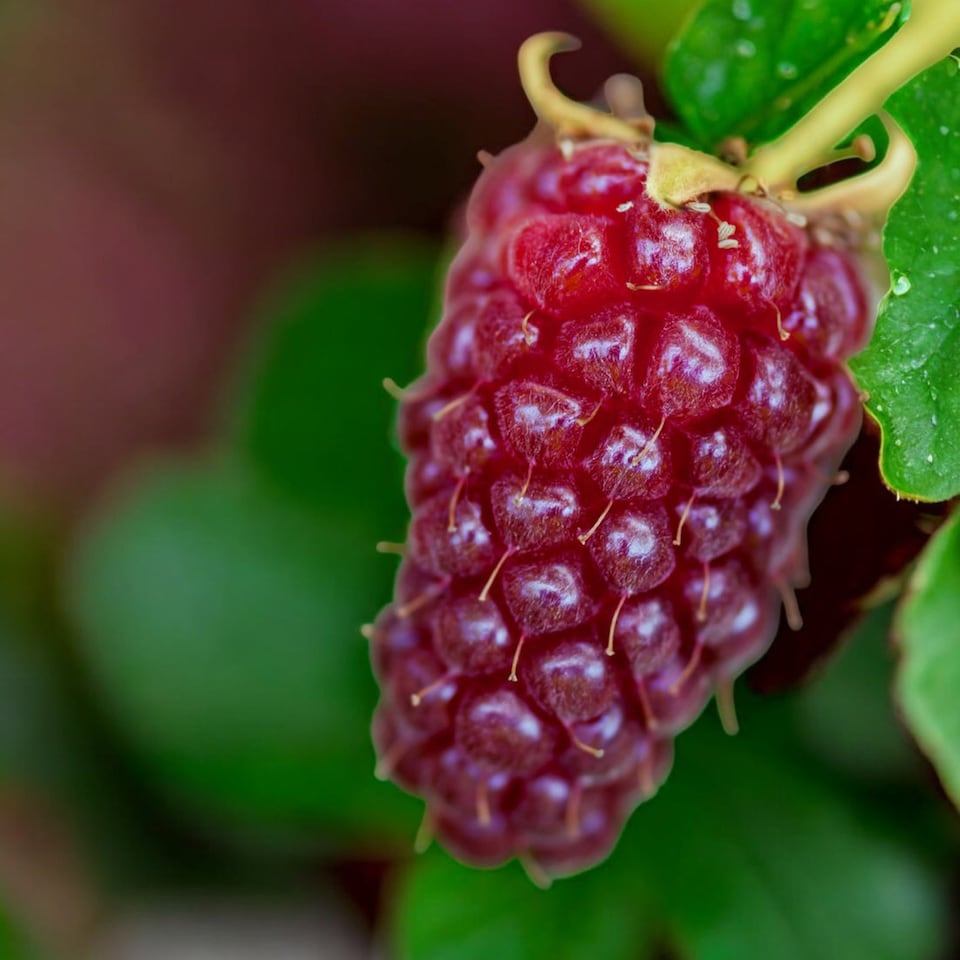 image 1 of Carbeth Plants 3 x Tayberry Buckingham Fruit Plant in 9cm Pot - Raspberry & BlackBerry Hybrid Fruit - Heavy Cropping