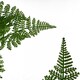 image 3 of 150cm Artificial Natural Extra Large Fern Foliage Plant with Gold Metal Planter