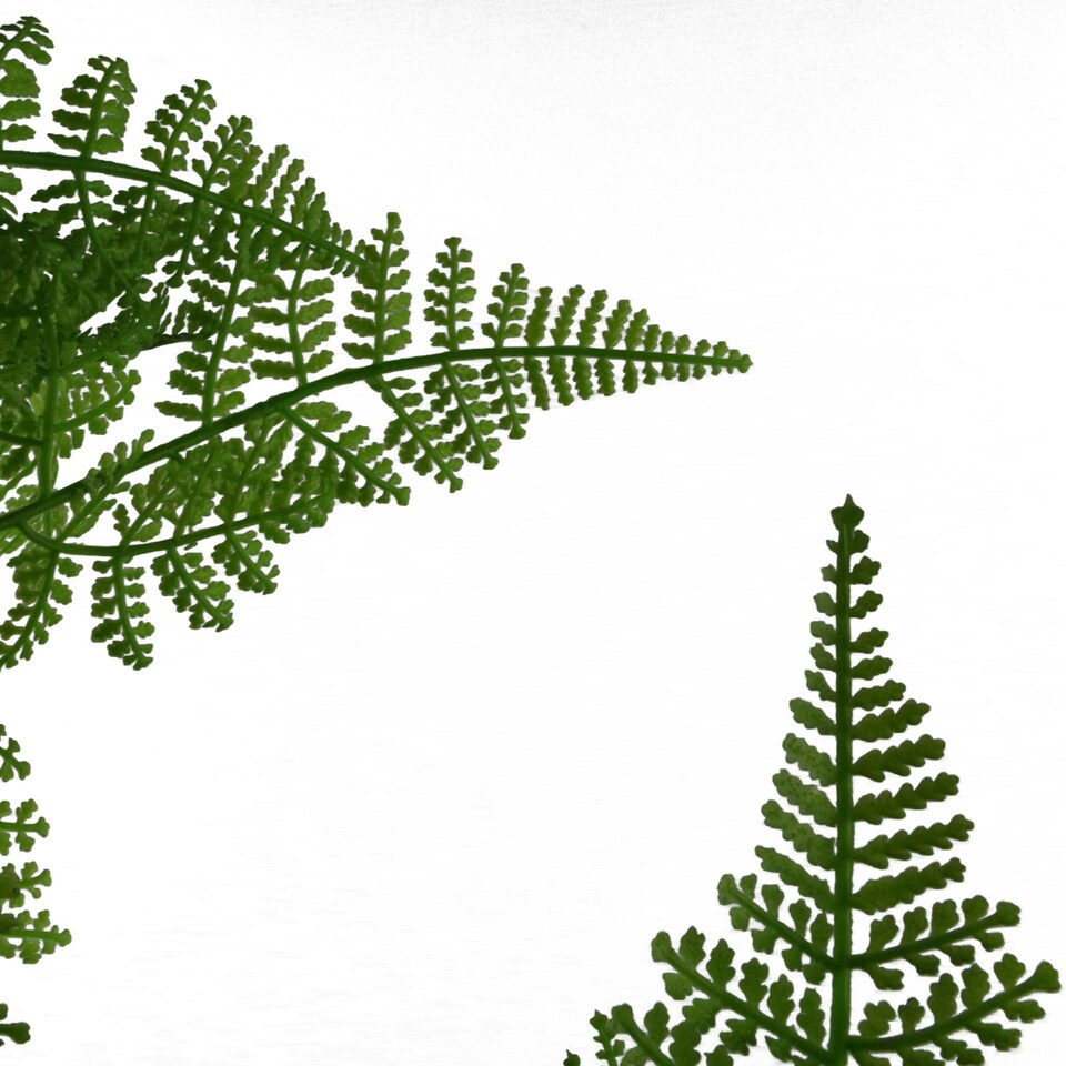image 1 of 150cm Artificial Natural Extra Large Fern Foliage Plant with Gold Metal Planter
