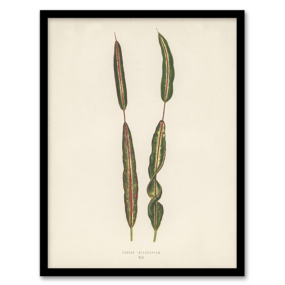 image 1 of Vintage Botanical Croton Interruptum Leaf Fawcett Framed Wall Art Print 12X16"