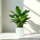 image 2 of Matte White Ceramic Indoor Plant Pot, Cachepot - H15 x W15.5cm White