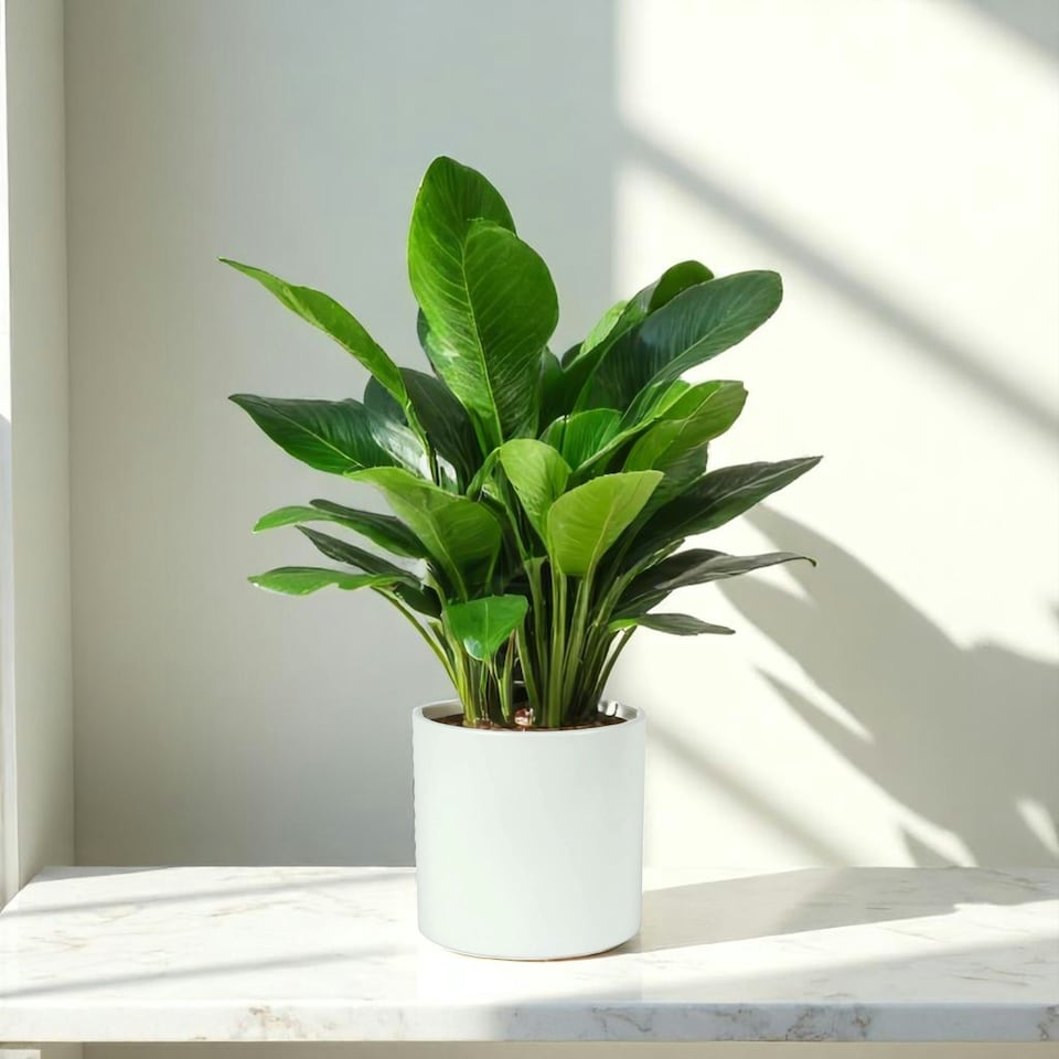 image 1 of Matte White Ceramic Indoor Plant Pot, Cachepot - H15 x W15.5cm White